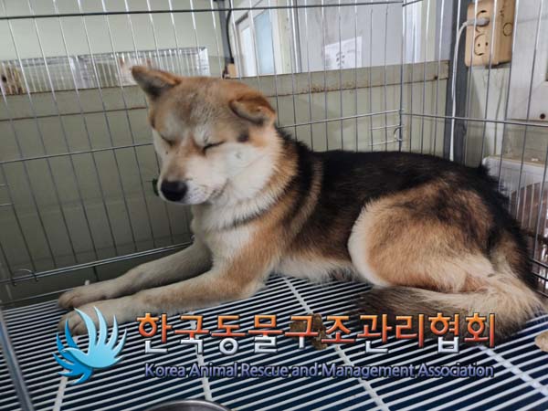 보호중 믹스견의 가…